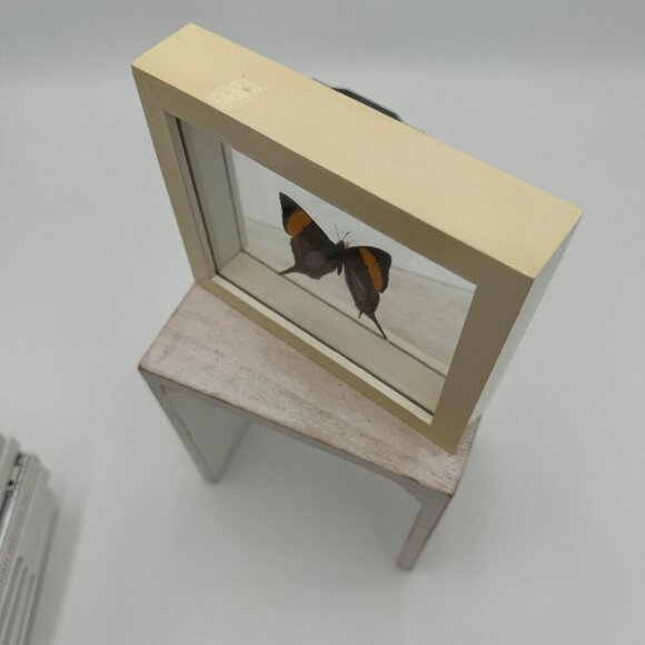 FRAMED DAGGERWING BUTTERFLY (MARPESIA CORINNA) Mounted butterfly wall hanging pi - Picture 5 of 11